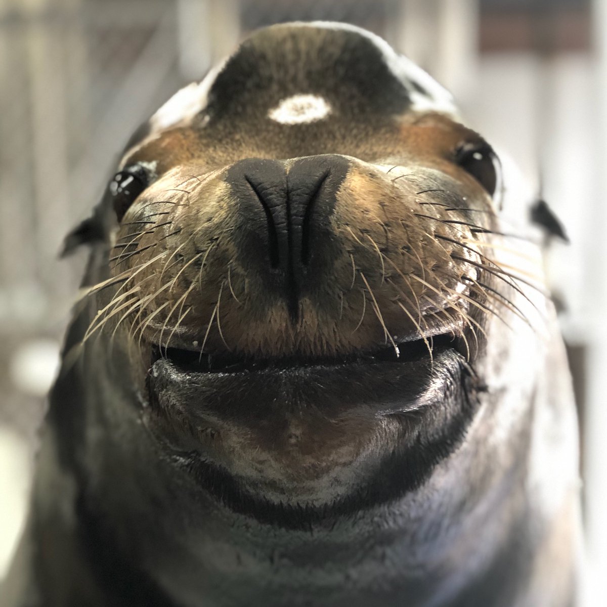 Denver Zoo Conservation Alliance tweet media