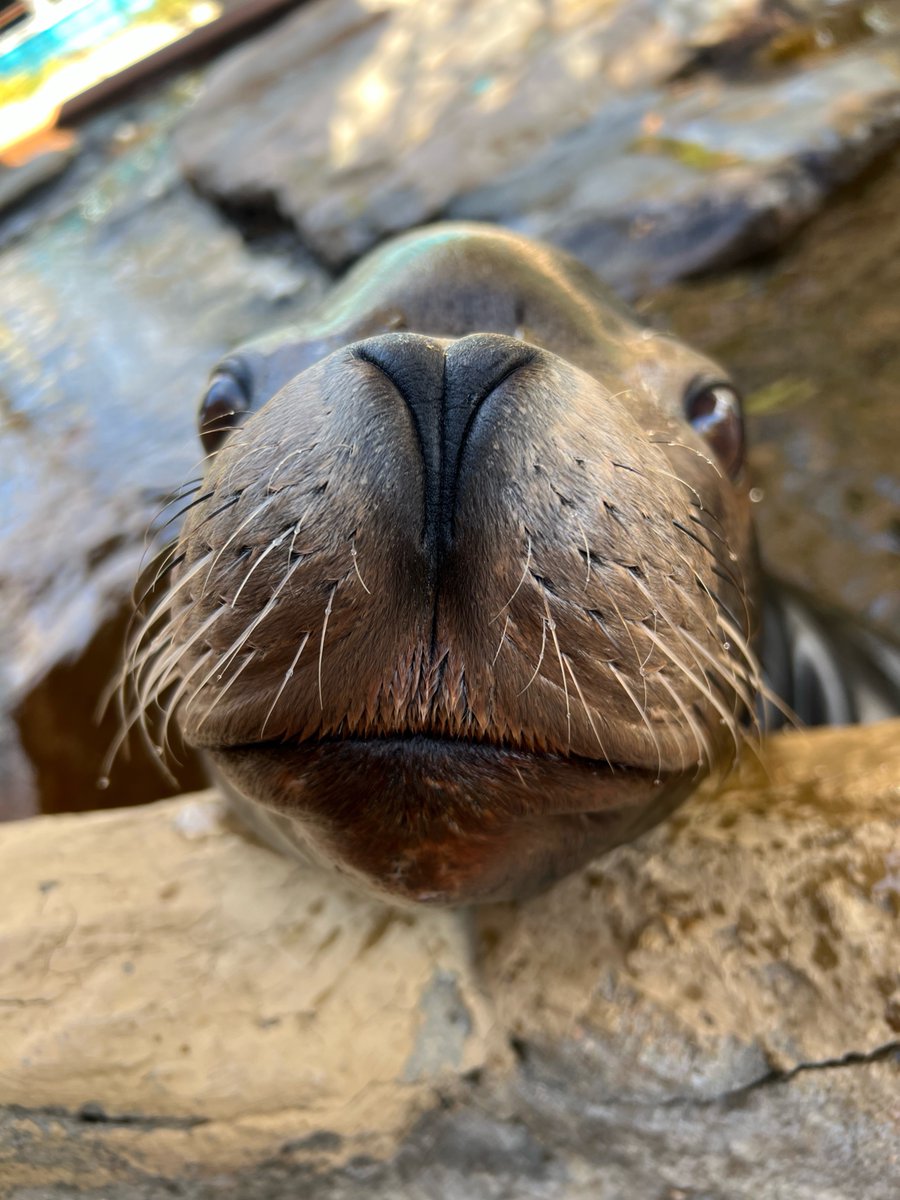 Denver Zoo Conservation Alliance tweet media