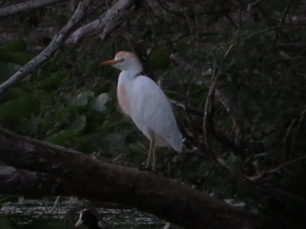 Frampton pools 1 Cattle Egret 4 Little Egret 3 Grey Heron 6 Swift 30+ Sand Martin 10+House Martin 5 Swallow 8 Gadwall 3 Tufted 3 Teal 3 Lesser Whitethroat 2 Whitethroat 1 Common Tern #GlosBirds