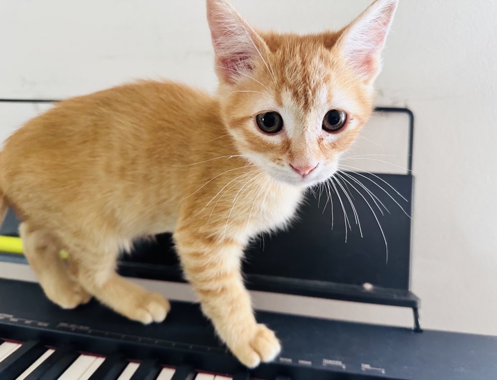 Martín Carrizo (@martincarrizo_) on Twitter photo 