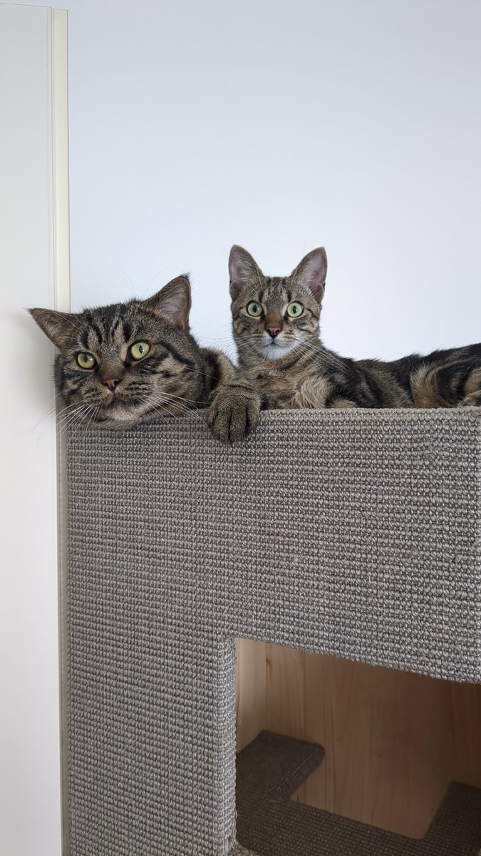 1NCE_IoT's tweet image. 🐾 Meet some of the hidden MVPs of 1NCE — our amazing employees’ pets! 

💬 Who’s your work-from-home buddy? Share a photo or story of your pet keeping you company while you work!

#1NCEFamily #PetsAtWork #WorkFromHomeBuddies #TeamPawsitivity #PetLove #RemoteWorkJoy