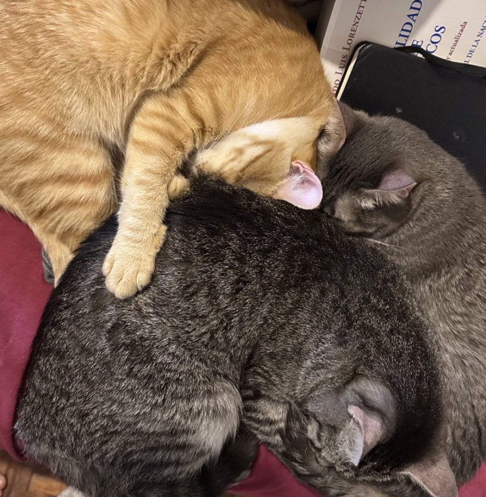 Martín Carrizo (@martincarrizo_) on Twitter photo 