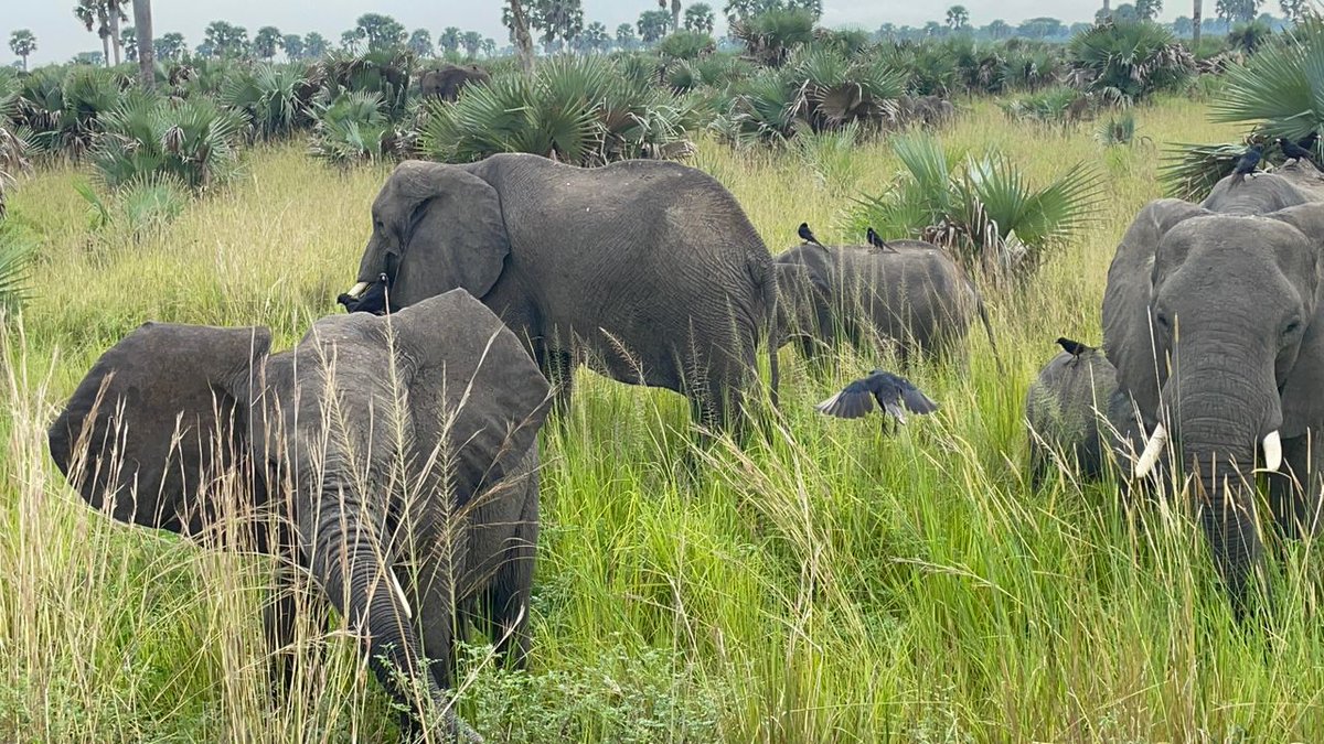 MisanyaAnna's tweet photo. We are Team Deaf. We visited Murchison Falls National Park. 
We saw beautiful waterfalls and various animals, and we had a lot of fun. We took photos and made new friends. Our team is happy. 

@deaf_alliance 
#TeamDeaf 
#ExploreUganda 
#MurchisonFalls https://t.co/SebRZ8luRv