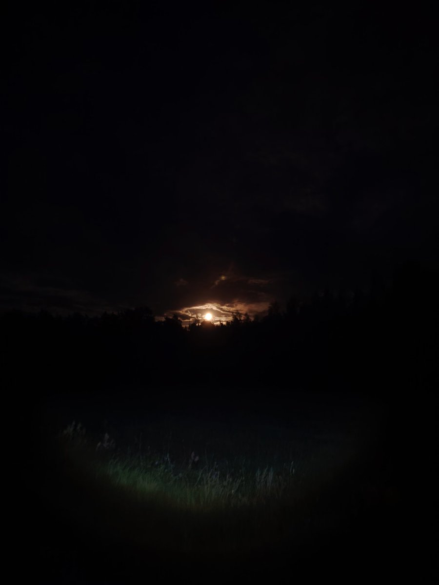 Night walk through the forest🙃🤙
#forest #photograghy