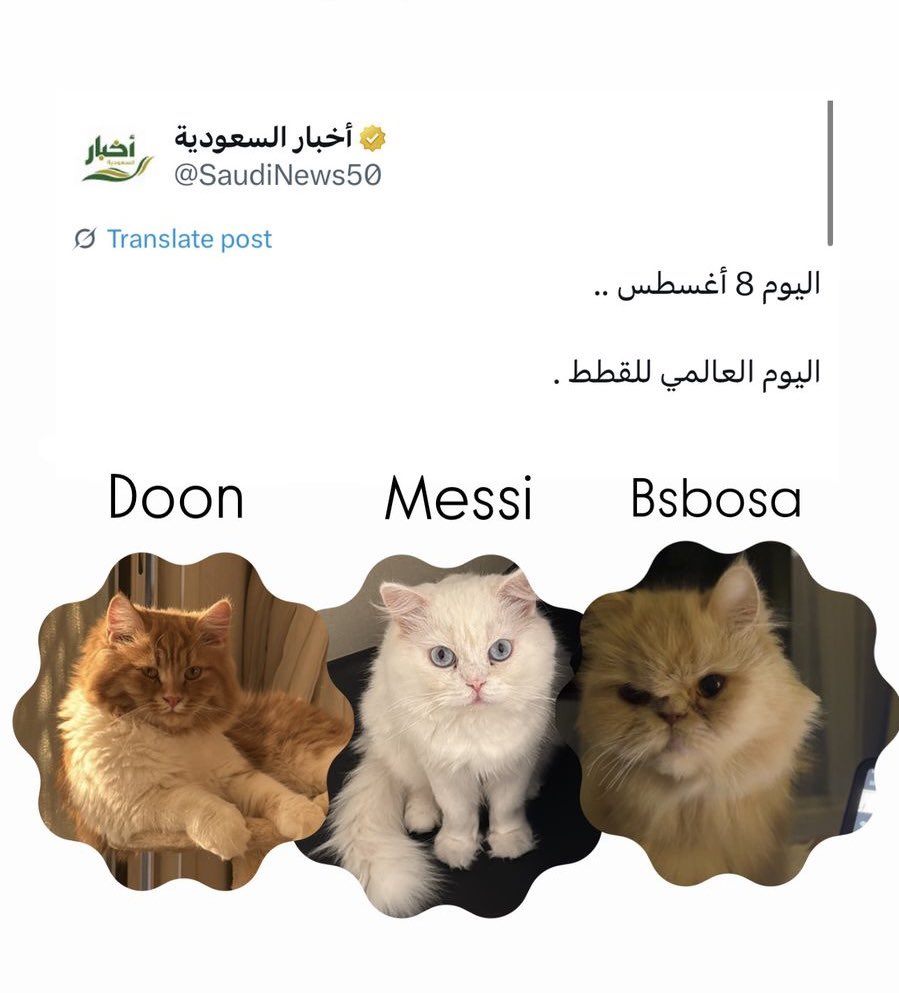 🐈🐈🐈
