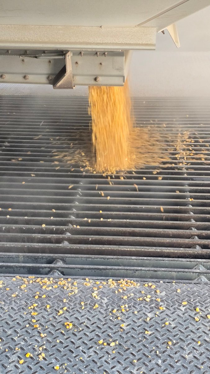 Been hauling pork chop and bacon ingredients today.