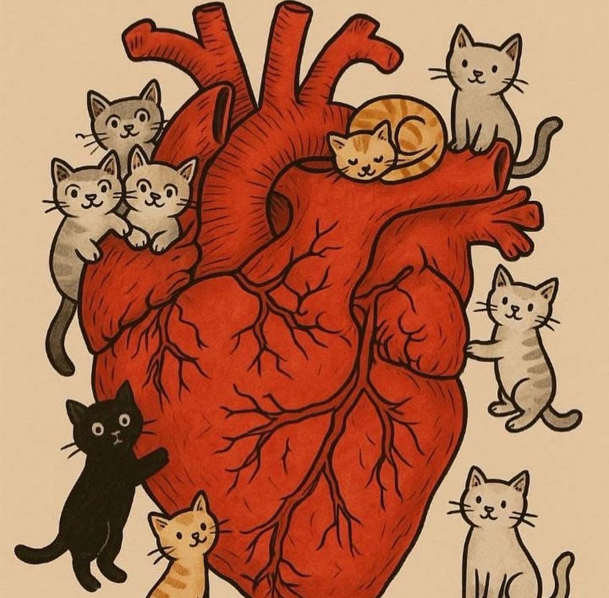 Vengo de hacerme un ecocardio