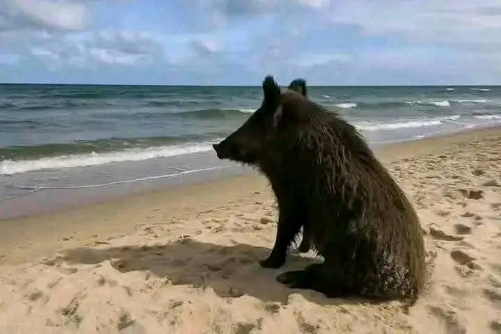 منذ أسابيع وهو ينتظر في حراك 08 أوت من وراء البحار و في الأخير مافيهاش!!📷😂😂😂😂