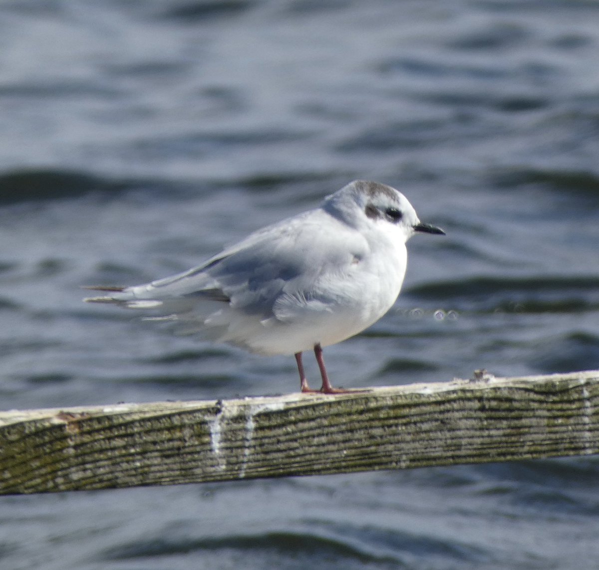 Steve Groves (@swannerysteve) on Twitter photo Still at least one Little Gull around today <a href="/DorsetSwannery/">Abbotsbury Swannery</a> & a Little Ringed Plover for its 3rd day. 1st Osprey of the autumn too. <a href="/Joe_stockwell/">Joe Stockwell</a> <a href="/CWPhoto11/">Charlie Wheeler Photography</a> <a href="/kbutler1978/">kevin butler</a> <a href="/DorsetBirdClub/">Dorset Bird Club</a> Still at least one Little Gull around today <a href="/DorsetSwannery/">Abbotsbury Swannery</a> & a Little Ringed Plover for its 3rd day. 1st Osprey of the autumn too. <a href="/Joe_stockwell/">Joe Stockwell</a> <a href="/CWPhoto11/">Charlie Wheeler Photography</a> <a href="/kbutler1978/">kevin butler</a> <a href="/DorsetBirdClub/">Dorset Bird Club</a>