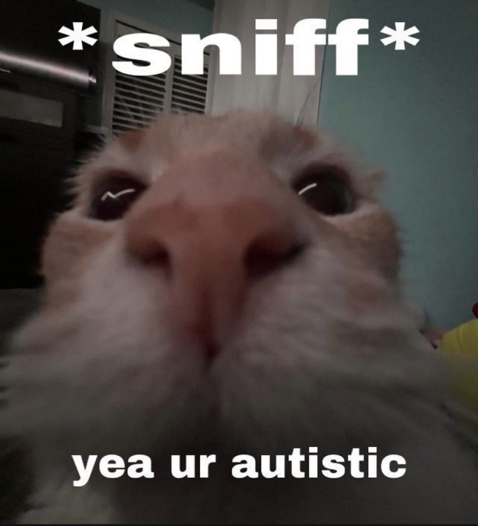 LiterallyMeCats (@literallymecats) on Twitter photo 