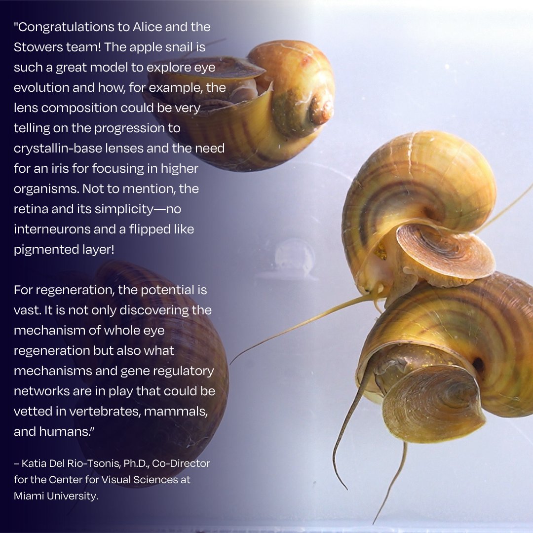 Stowers Institute (@sciencestowers) on Twitter photo 👁➡️ From amputation to eye regrowth—in just 28 days. Meet the apple snail.
Their incredible regenerative powers are giving scientists a new lens on how vision could potentially one day be restored in humans.
🔗 Learn more: bit.ly/4mvaxkq
Quote: <a href="/KTsonis/">Katia Del Rio-Tsonis</a> 👁➡️ From amputation to eye regrowth—in just 28 days. Meet the apple snail.
Their incredible regenerative powers are giving scientists a new lens on how vision could potentially one day be restored in humans.
🔗 Learn more: bit.ly/4mvaxkq
Quote: <a href="/KTsonis/">Katia Del Rio-Tsonis</a>