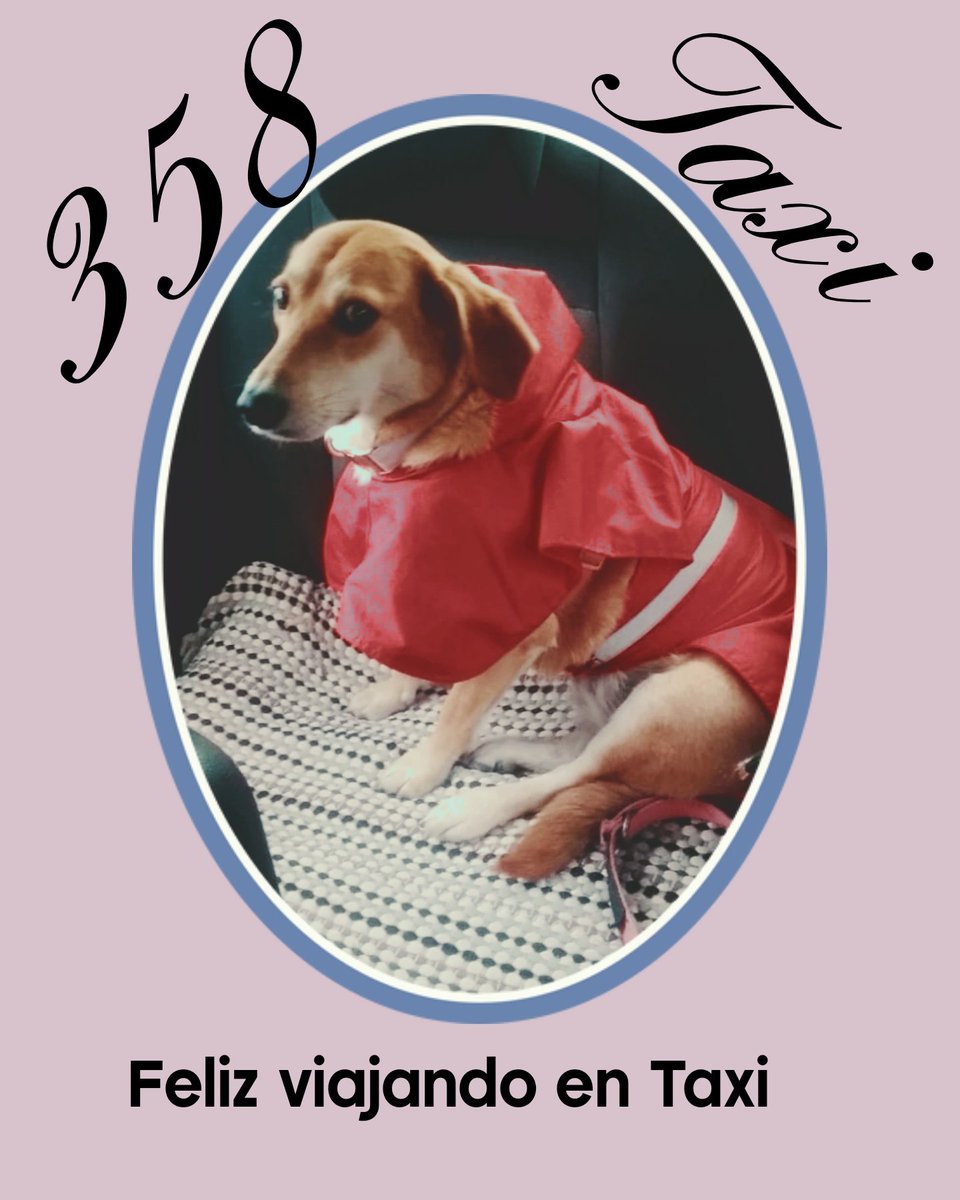 Viajando en familia #TaxiSeguro #conotaxi358   #dogloversmexico #taximascotas #mascotasfelices #transportemascotas #trasladomascotas #petlovers #Taxiparahuellitas #HuellitasenTaxi #mascotasentaxi #conotaxituopción