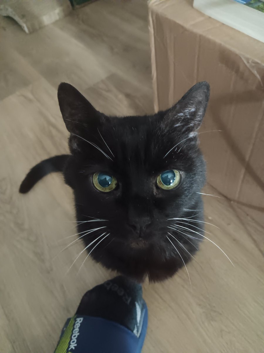 My sweet old boy Raven; one of the things that always makes me smile