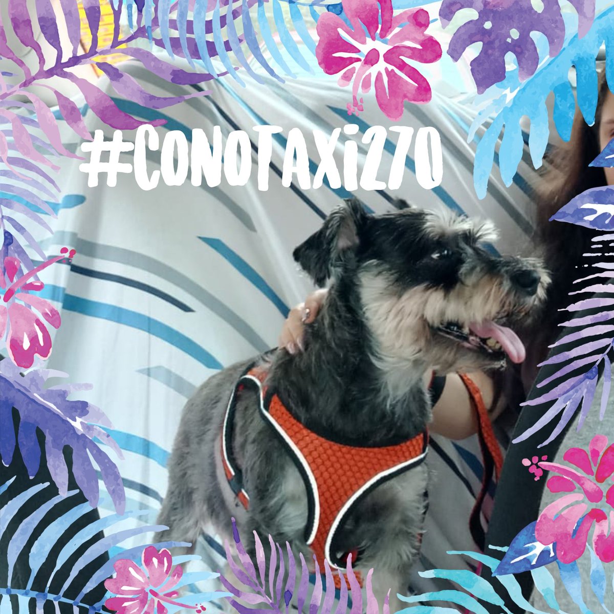 Viajando en familia #TaxiSeguro #conotaxi270  #dogloversmexico #taximascotas #mascotasfelices #transportemascotas #trasladomascotas #petlovers #Taxiparahuellitas #HuellitasenTaxi #mascotasentaxi #conotaxituopción
