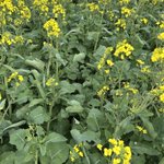 Photo by SE Agronomy Research (@SEAgroResearch)