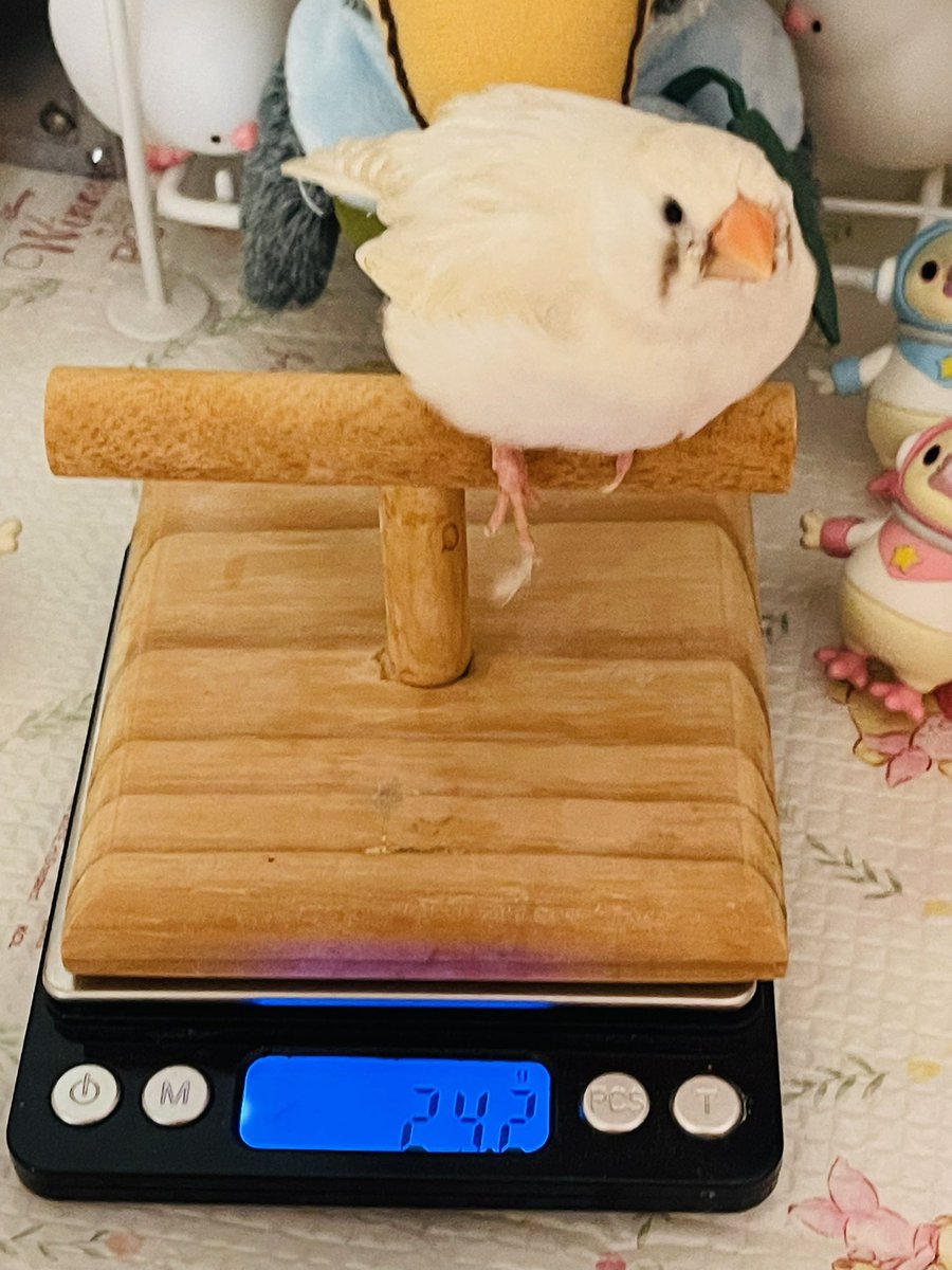 おはょ♪ビタちゃん
昨日と今日でお薬の効果が直ぐに効いてきたぁ

 #重いけどジャンボキンカではないです #重いけど文鳥ではないです #キンカチョウ　#錦華鳥　#白キンカ