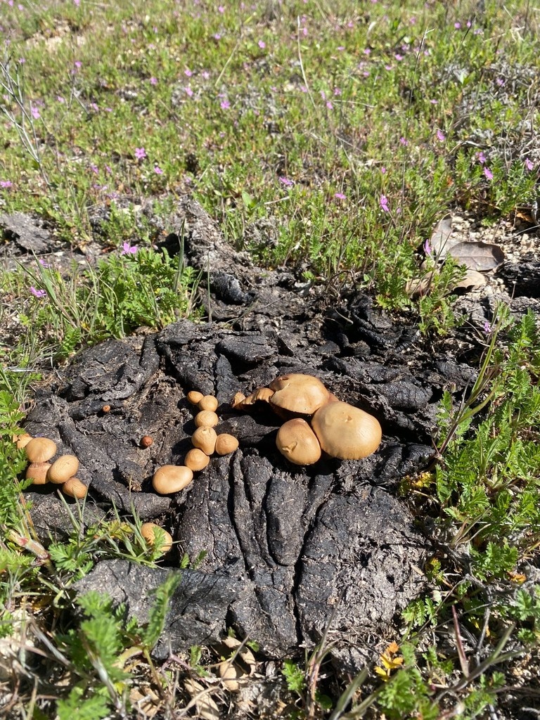 "Manure isn’t just fertilizer—it builds the soil’s skeleton."

Dung-fed microbes help build soil aggregates, which reduce erosion and increase carbon sequestration.

(Ref: Six et al., Soil Biology &amp; Biochemistry, 2004)
#perennialpasturesranch #soilhealth #compost #microbes #beef