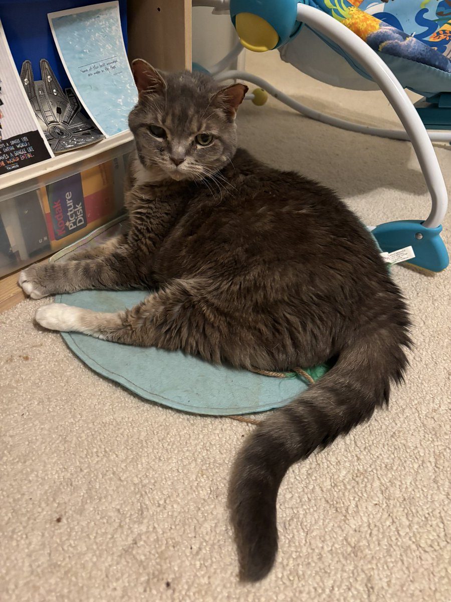 Miss Molly hopes you’ve all had a wonderful International Cat Day! 😻 #cat #cats #catlife #authorlife #internationalcatday