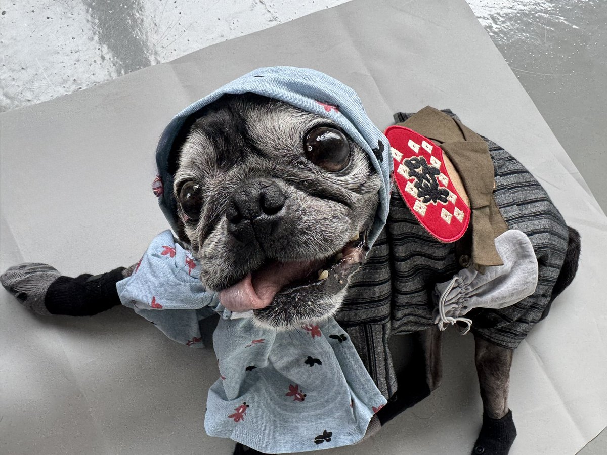 スティーブン　ヒューネック氏のパグ スティーブン ヒューネック氏のパグ スティーブン ヒューネック氏の