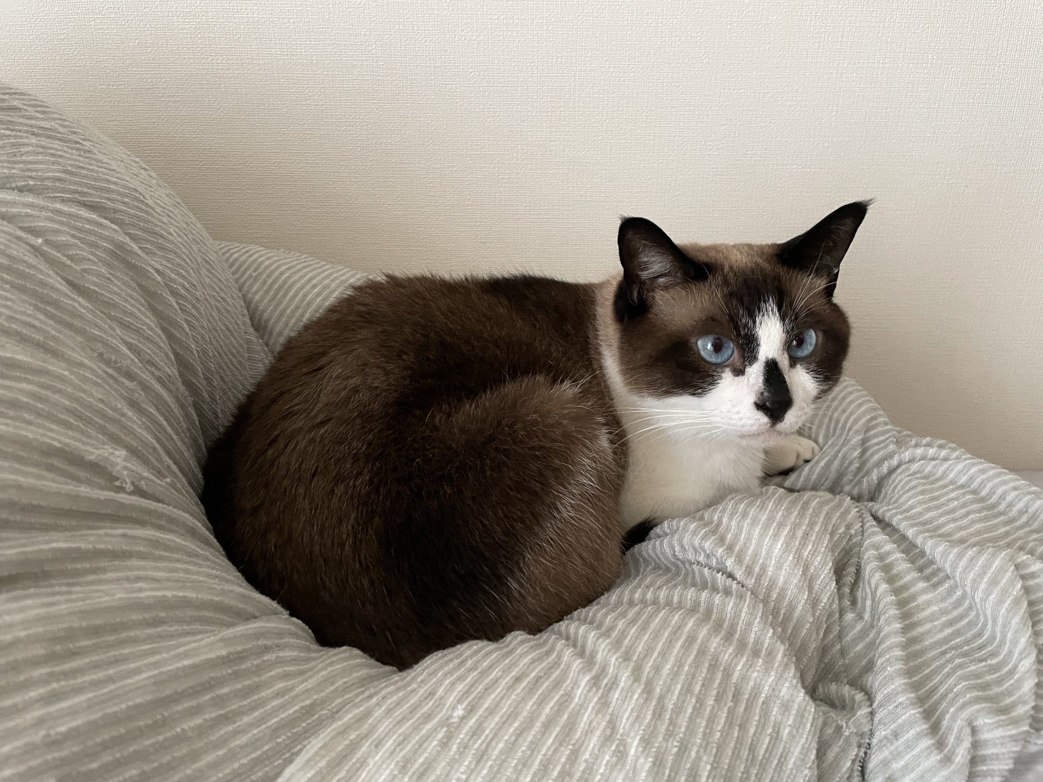 猫むすび ねこむすびのマンチカンたち | マンチカン専門キャッテリー猫結
