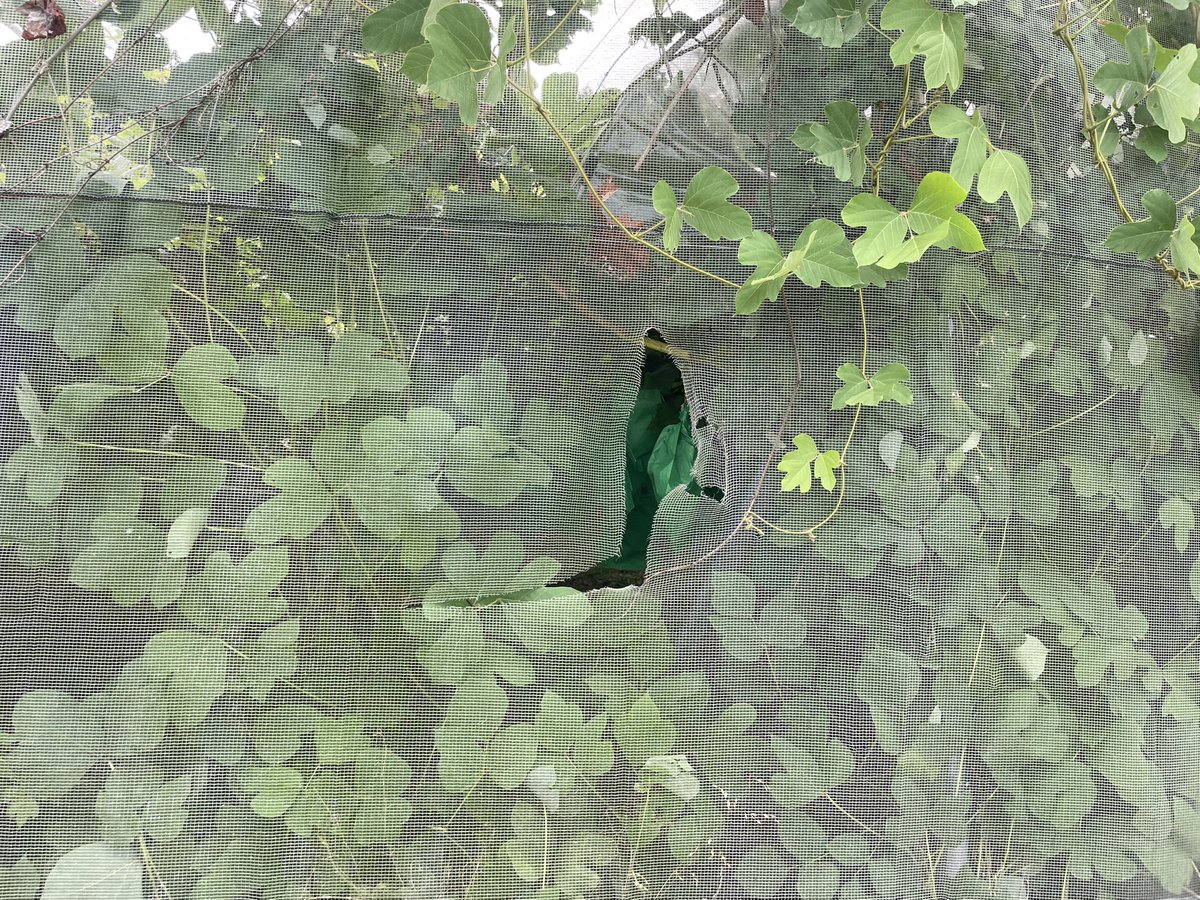 拡散願います

ぶどう盗難被害
赤外線カメラの映像を提供しました
ネットを切り、味を偵察に来たようです

許せませんし、許しません
ネットを割いた器物損壊で訴えます