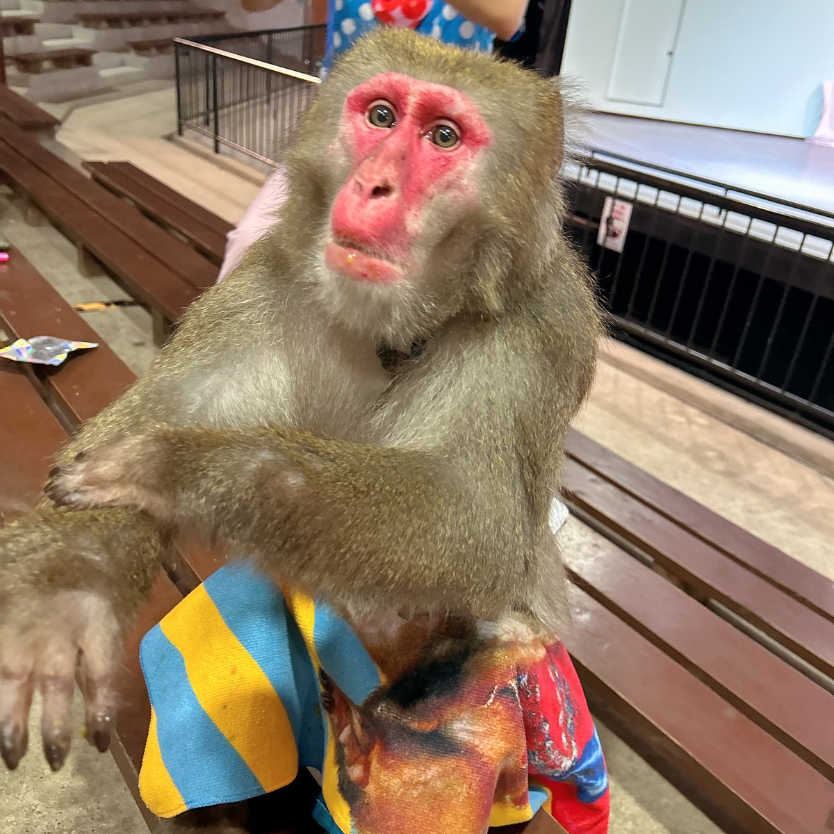 昨日のカイくん🩷💙

またピキーン
頂きました！！！ꕤ*ﾟｶﾜｲｲ

#プーキーズ 
#カドリードミニオン

        💎꙳.*2025.8.8 .꙳.*💎