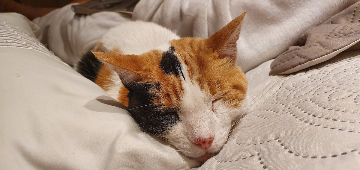 Scott (@havenlust) on Twitter photo 