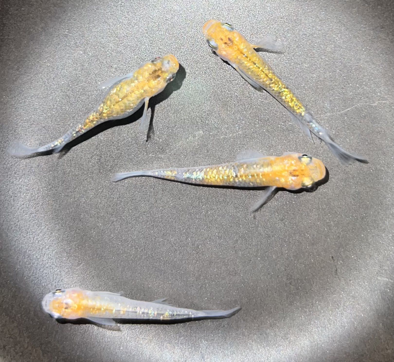 かねだい伊勢原【金魚・メダカ ・鯉】 on X: 