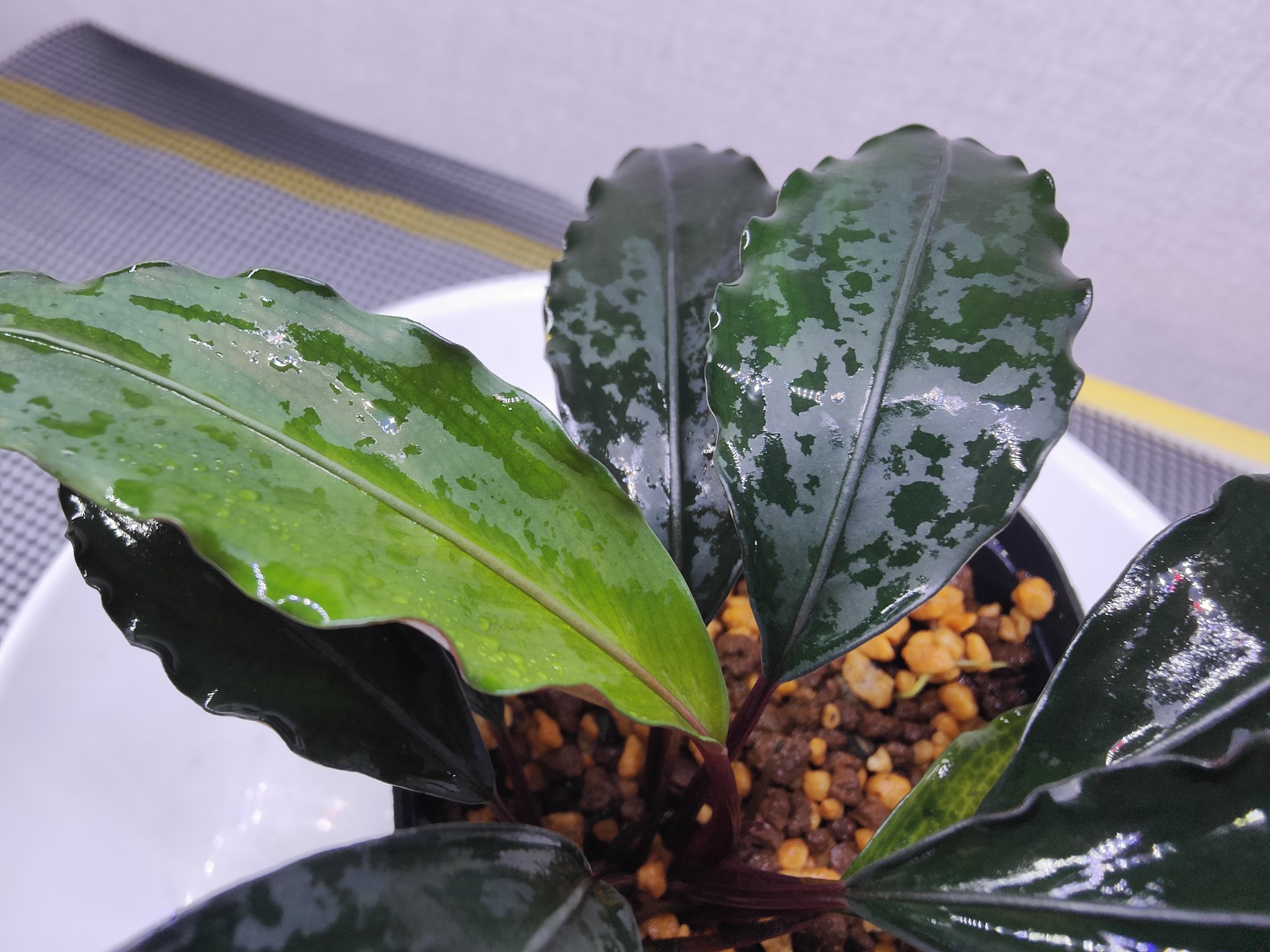 Bucephalandra sp.キメラ Yahoo!オークション - ブセファランドラ sp. キメラ