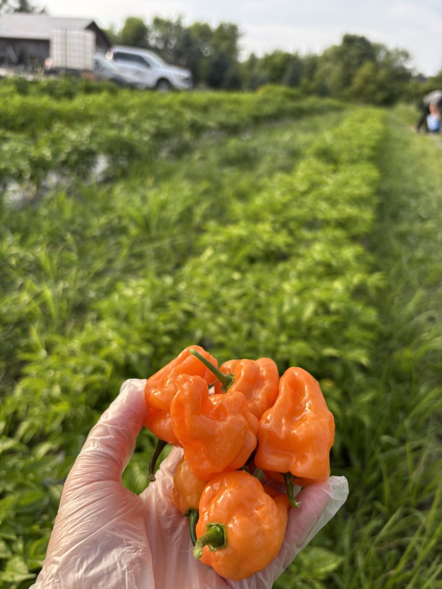 Spicy season has officially arrived! 🌶️ 🌶️ 
#ontag