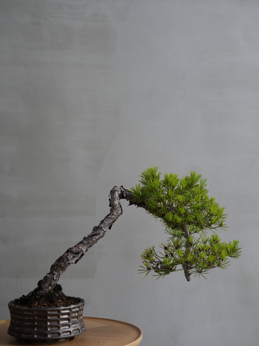 梅　盆栽　古木❗ X