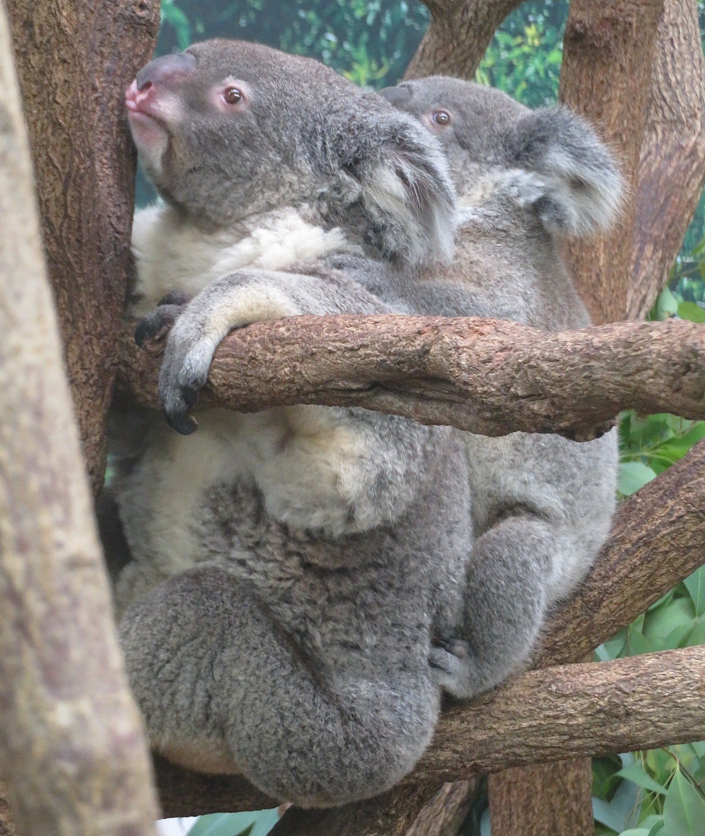 yasijun🐨🐨🐨コアラーイラストレーター on X: 