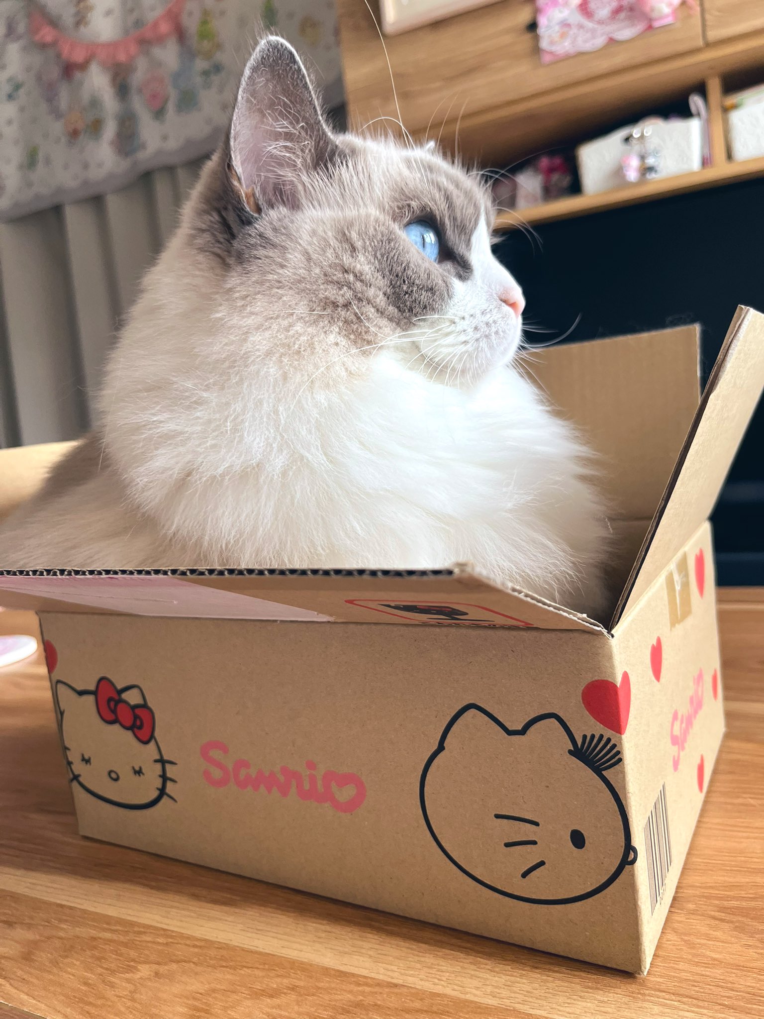 猫恋羽 ありす🌙.*·̩͙ on X: 