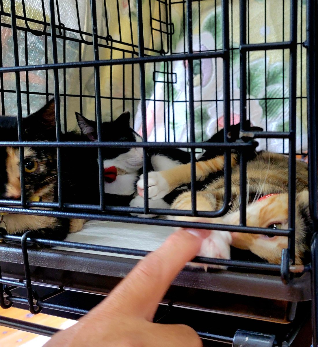 茨城県行方市
慈悲の寺『常光院』の
慈悲深いイベント
｢猫、犬譲渡会｣にお邪魔しました。
皆さん可愛い猫ちゃんとのふれあいを楽しんでいました。
次回は今月23日に行われます
猫好きの方は必見と思います