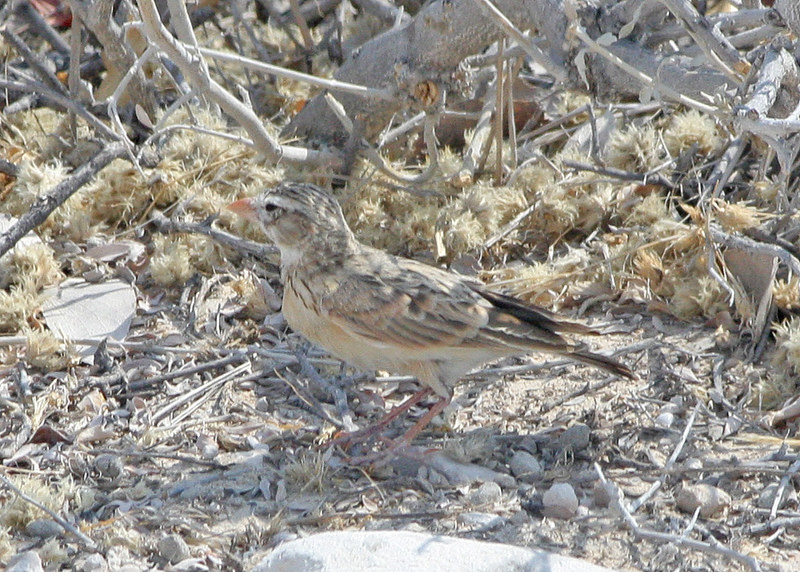 birdd111's tweet photo. Pink-billed lark
Scientific name: Spizocorys conirostris
The pink-billed lark is a species of lark in the family Alaudidae found in southern Africa. Its natural habitat is subtropical or tropical dry lowland grassland.
#Aves #Pearóid #Éin_chreiche #Passeriformes #Anseriformes #Strigiformes #Iolar #Éineoil #Sicín #Turcaí #Lacha #Gé #Eala #Colm #Dordéan #Séirín_Canárach #Glasán #Gealbhan.
#Vagels #Duven #Aanten #Hohn #Aadler #Uul #Gösevagels #Seevagels #Papagoyen.