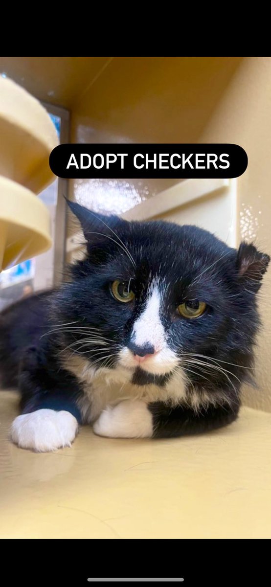 3 cat friends tweet media