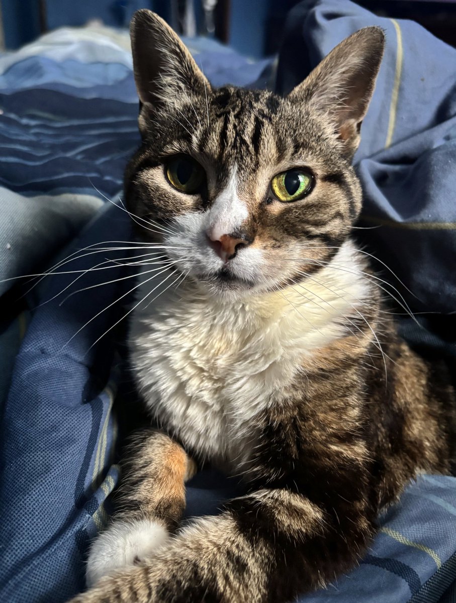 JamieEhEh's tweet image. My best friend Rascal. I love you so much and I'm so grateful for you, for the 17 years of my life you've been with me. 

Goodbye and thank you❤️🫂