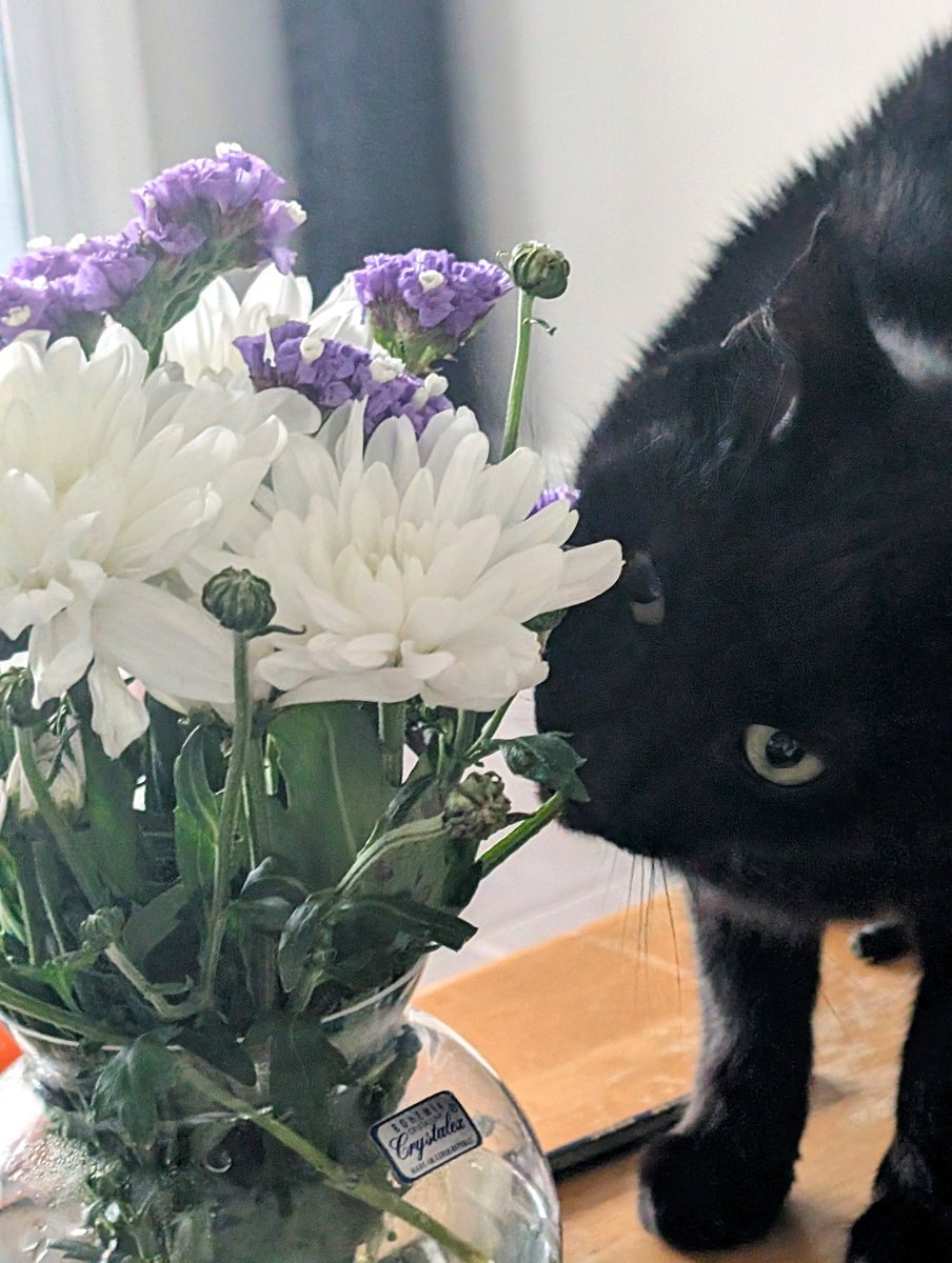 International cat day! I love this!!! Super important day and so I have to share my two fur babies! Lucifer and Ragnar who are such cuties and also such lap kitties they love a good snuggle 💜💜