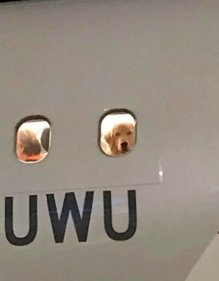 There's a dog on that plane