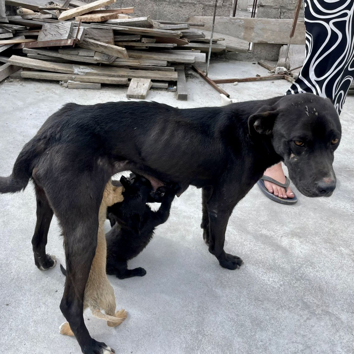 📰 #BoletínDePrensa | 🐶 Maltrato a animales de compañía en el sur de Quito.

🛂 Sancionamos a la tutora de una perra y sus cachorros, los animales fueron rescatados en Chillogallo, en estado crítico: desnutrición extrema, heridas y 2 crías muertas.

💵 La multa puede llegar