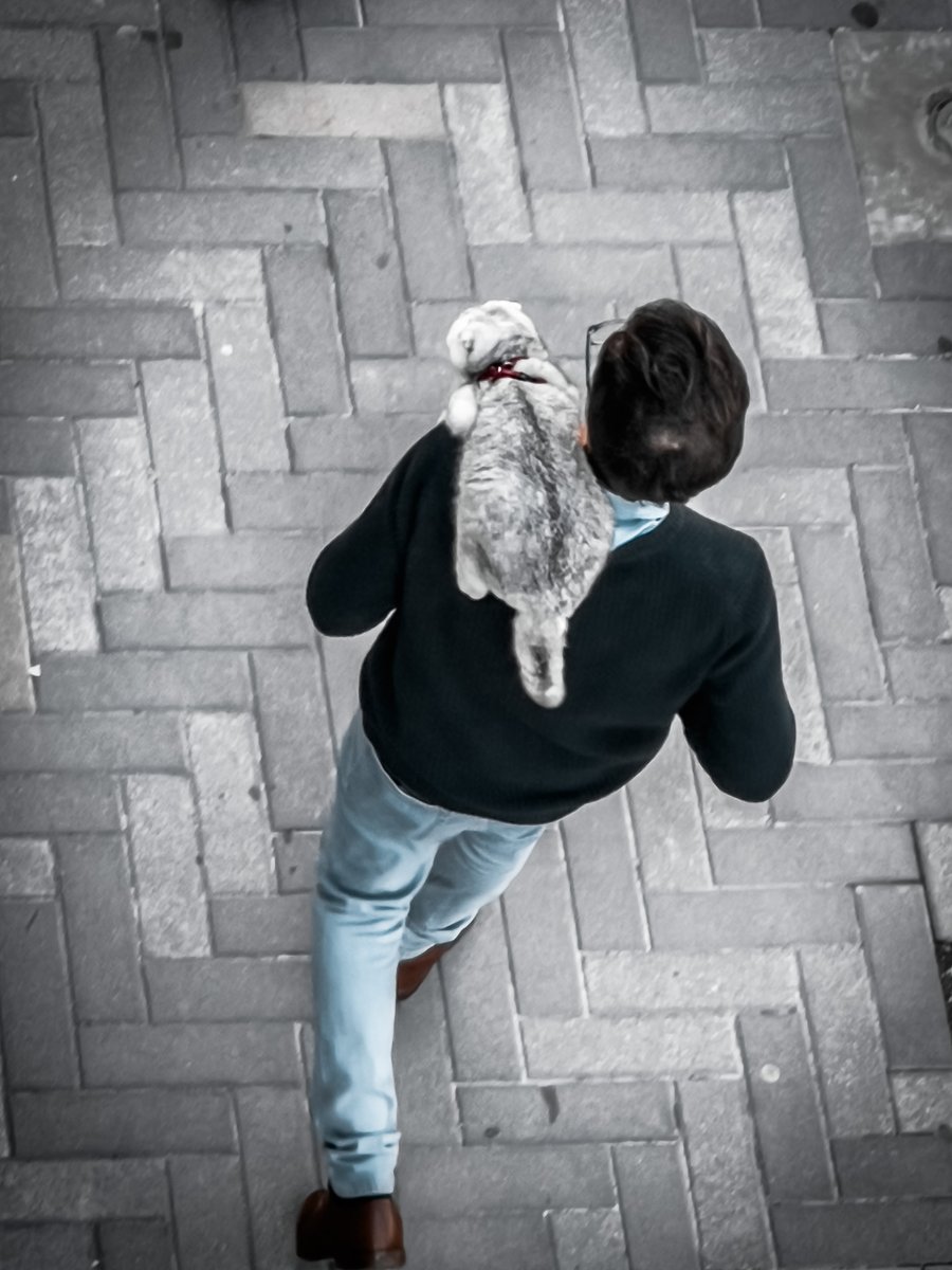 KIA_artist's tweet photo. @GettyMuseum a cowboy cat, riding it's human across the brick plains, for International Cat Day (from "The Window" 24/7/365/1 photo series: https://t.co/TJ5haUiUSY |||| #internationalcatday#catlife #cats_of_world #cat #art #contemporaryart #photography #KIAart https://t.co/pm9MZpNIWE