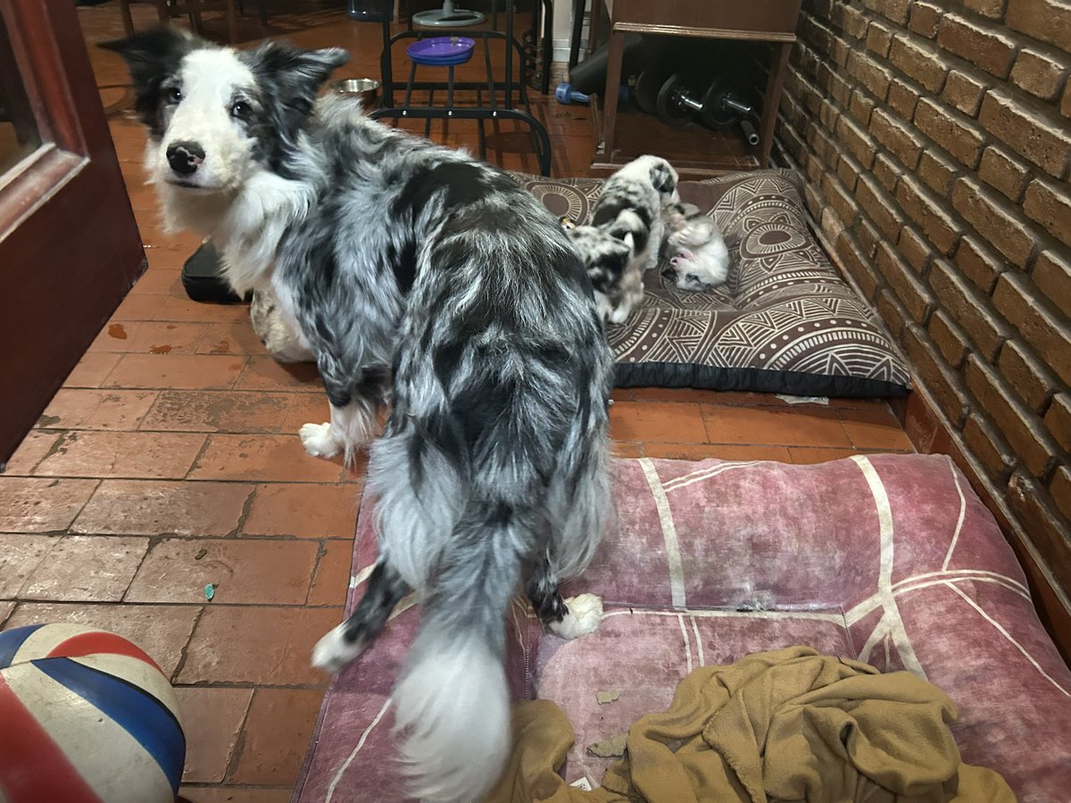 Nunca vi un macho tan noble con sus crías como mi rey Blue, un 10 ese perro