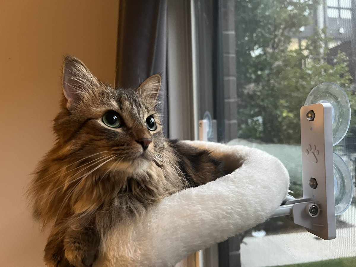 Happy International Cat Day.

Love you so much kitty!!!