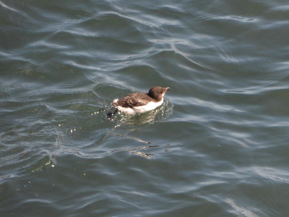 RichardThomlin2's tweet photo. 'Nature, Red in tooth and claw'.
One less unfortunate, juv kittiwake attacked by great black backedgull. Feeding frenzy kittiwakes, razorbills and gannets.
Also seen Arctic Skua, Manx shearwater, c. Scoter. Sandwich &amp; com terns.
@BirdGuides @freebirdnewsuk @nybirdnews 🪶 https://t.co/4DnwARRJ3D