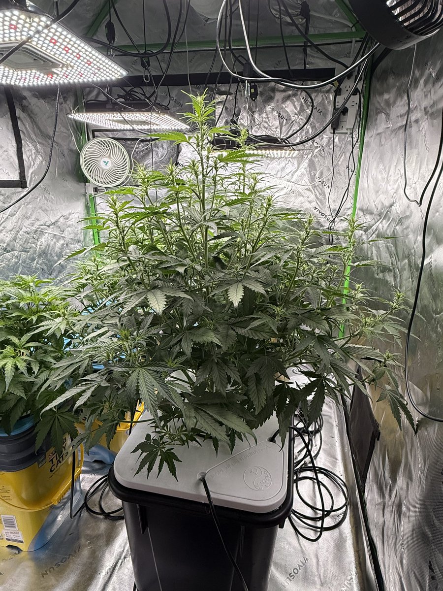 Pandora’s Fire auto by <a href="/SofemTony/">Sofem Genetics</a> and Sofem Genetics is an absolute ripper! She’s already at 26.5” after her first week of flower! Don’t sleep on these Sofem auto’s!

NFSOT/ FEPO