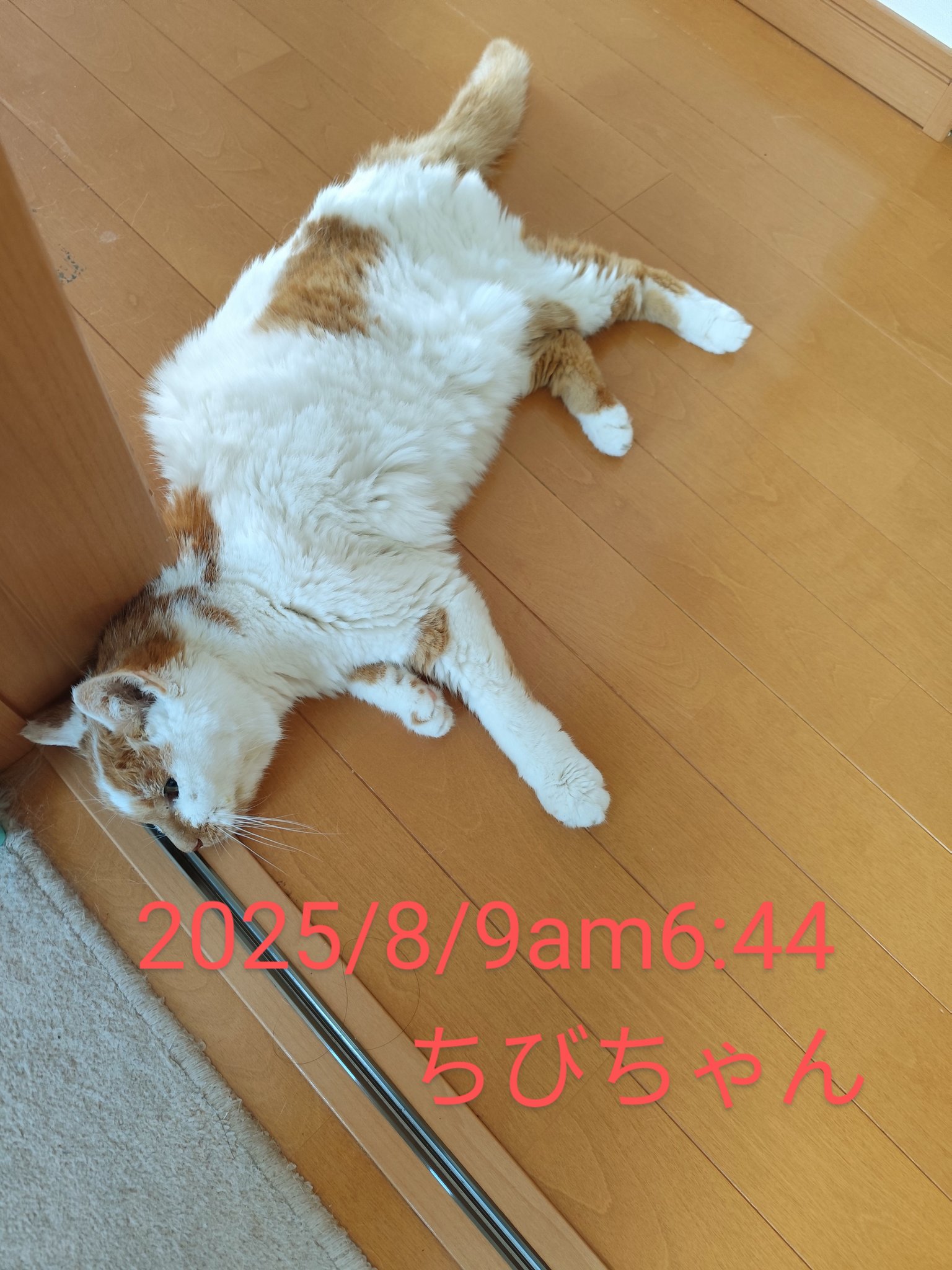 ちびねこ　　1229 ファブリーズ トイレ用 消臭芳香剤 クリーンラベンダー 本体+詰