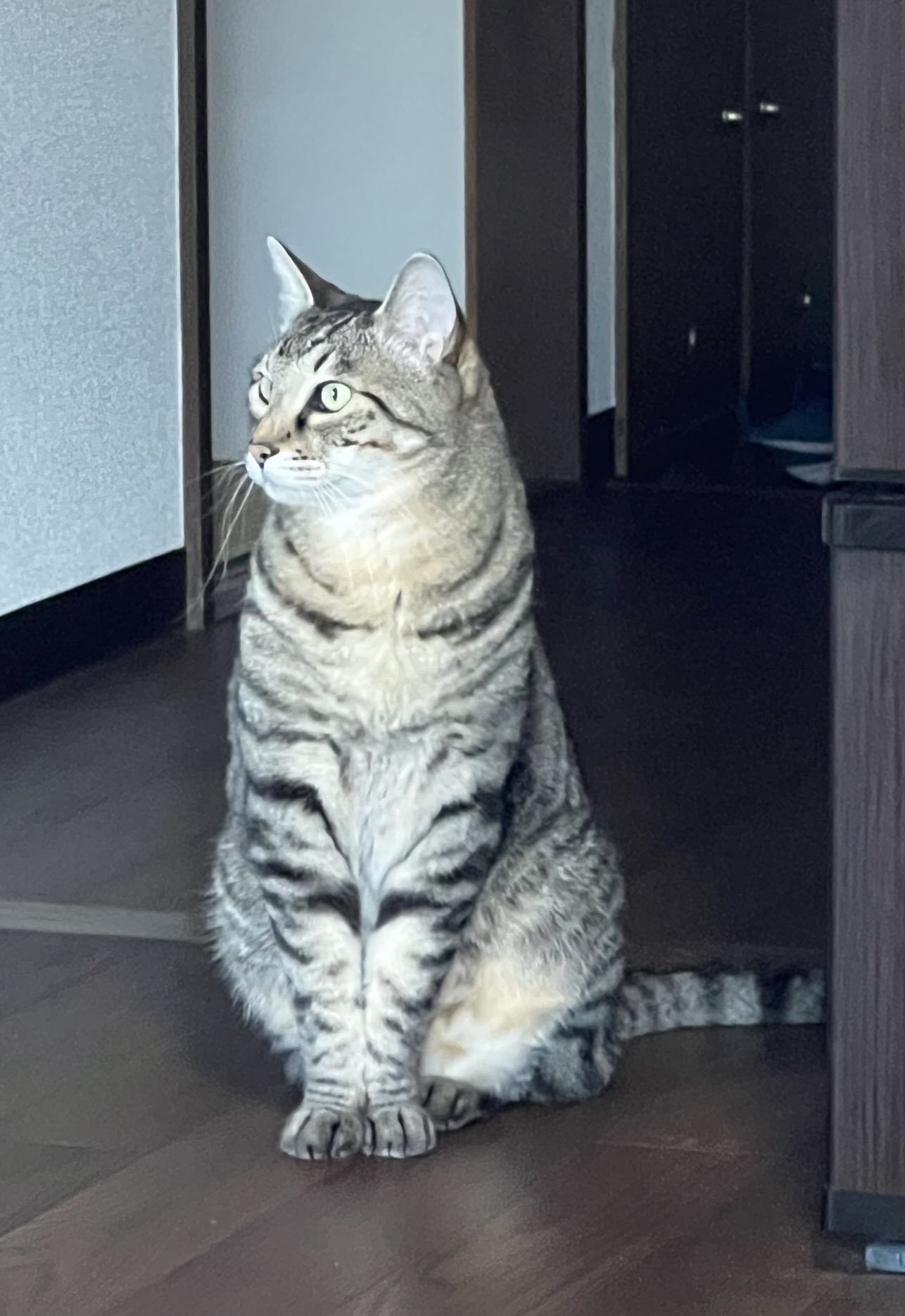 ネコハチさま専用　 おまとめ20点 里親様募集中♪癒しのたっぷりボディ むむ君😸】 こんばんは