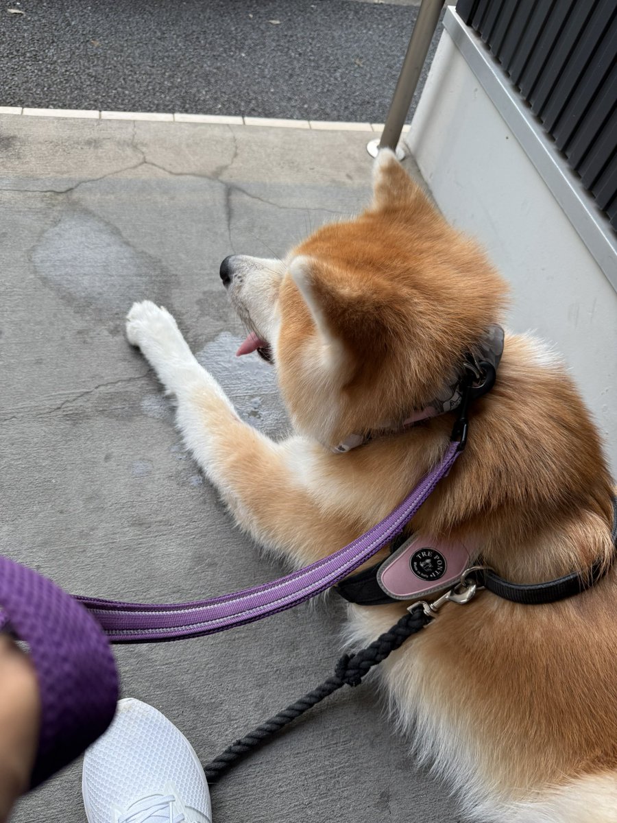 asamiut's tweet photo. 以前名前を聞かれ『つぶ』と答えたところ、『ぐみ』か？と聞き返された👴に、
「秋田犬かぁ？かっこいいなぁ。初めてみた！」といわれました。
#秋田犬
#はじめてみた
#次はなんていうか楽しみ https://t.co/k70pCfvBav