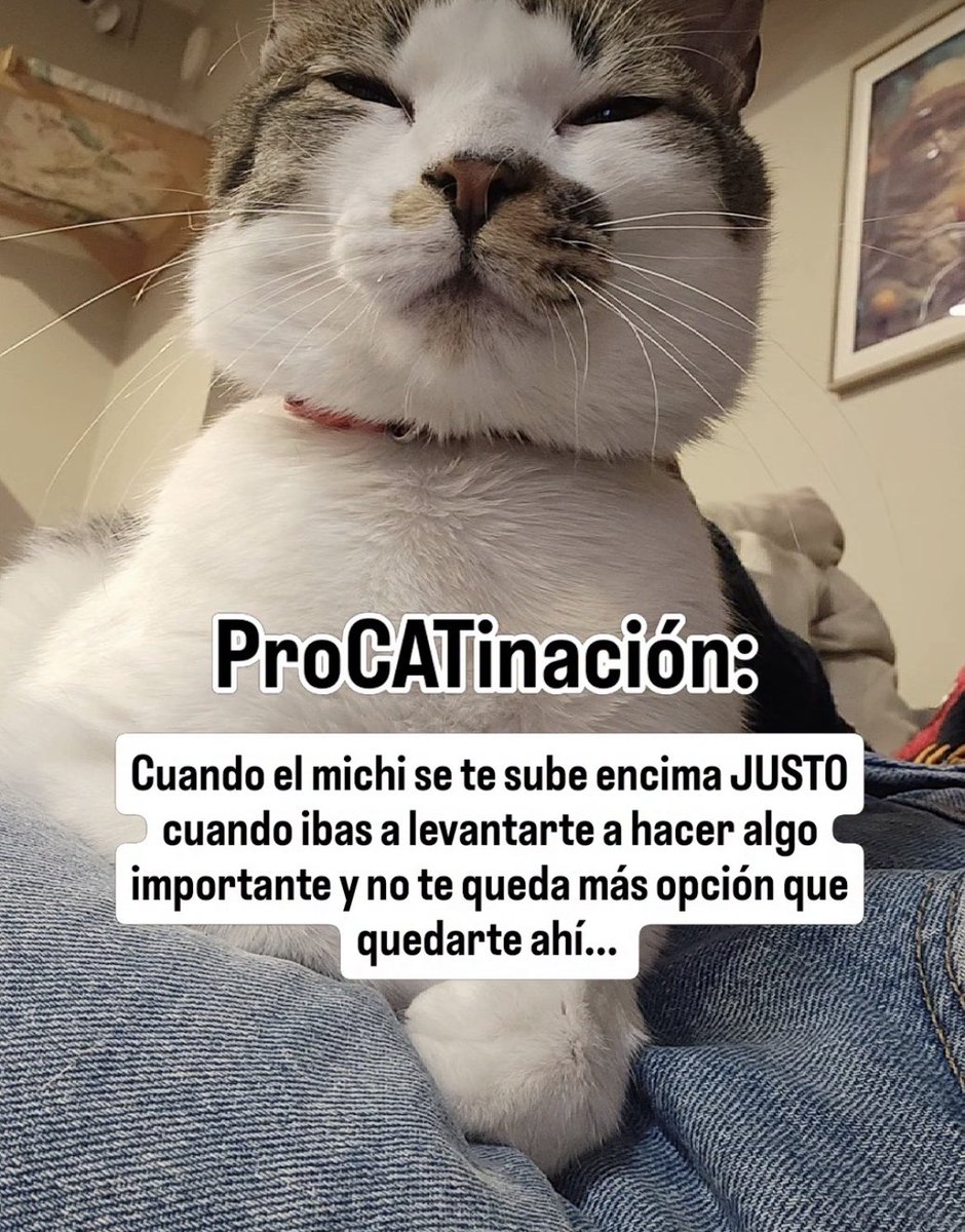 Convengamos que para nosotros, los esclavos de nuestros michis TODOS los días son el DÍA DEL AMO GATO.