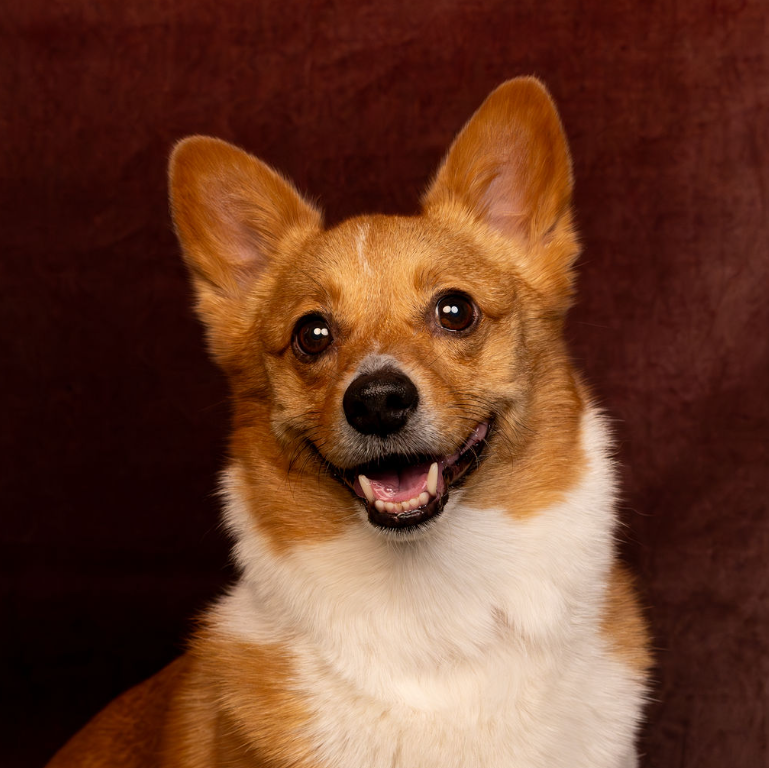 Today is National Mochi Day - the delicious snack, but we can celebrate my sweet doggo as well!